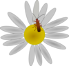 Bug On A Daisy Clip Art